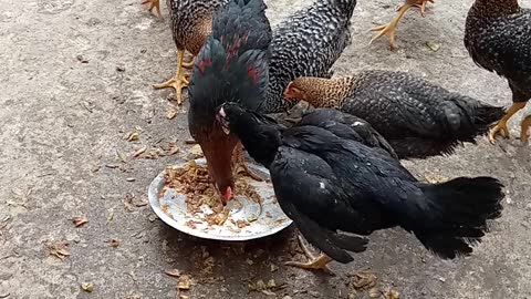 Chicken love the camera and playing with each other
