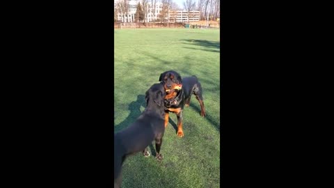 Doggy best friends don't quite understand how fetch works