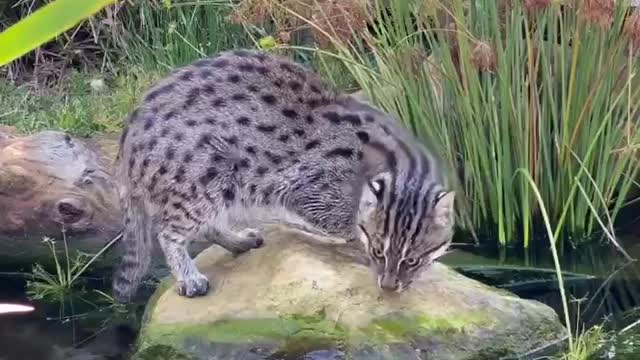 The cat that catches fish in the water