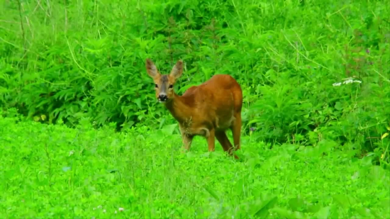 very beautiful star that is in the opening of the bird's bed