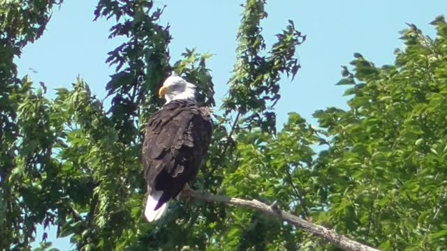 342 Toussaint Wildlife - Great Bird Showing Off