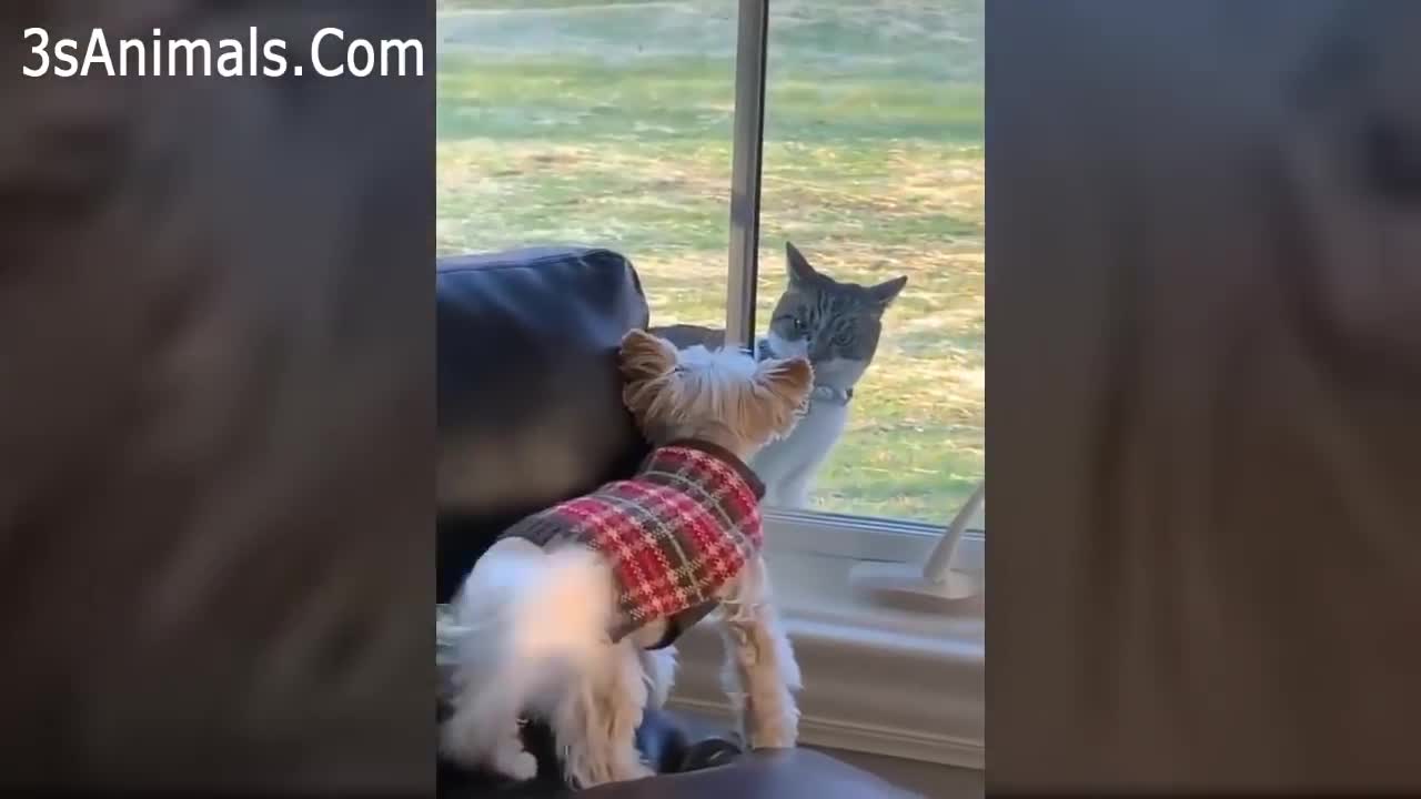 Funny videos for pets 2020 ♥ Cute cats and dogs doing funny things ♥