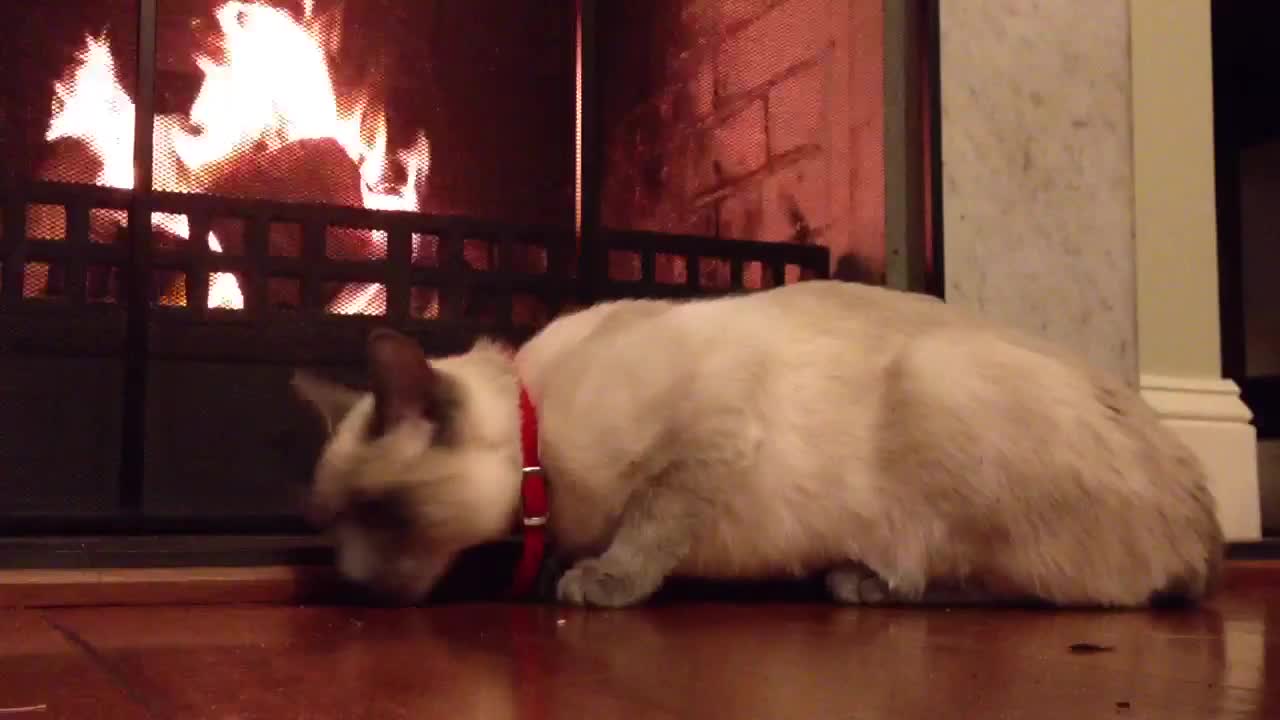 Cat love the Christmas fire