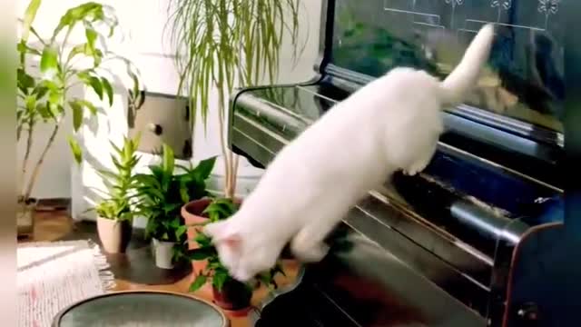 #shorts Funny Cats Videos #funnycats #funnycatvideo #atharvallinone #funnyanimals #funnypets