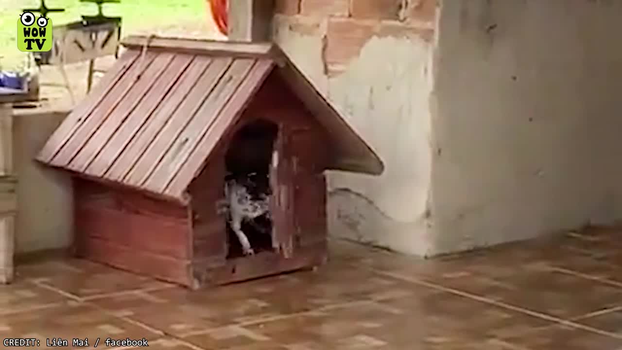 most amazing animals moment