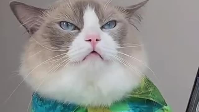 || cat cooking