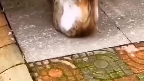 New Funny Videos 2022 😍 Cutest Cats and Dogs 🐱🐶
