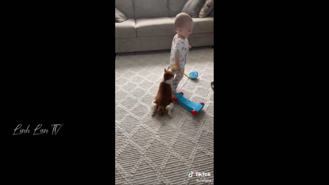 Funny animals video