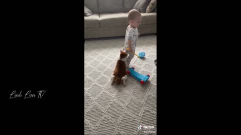Funny animals video