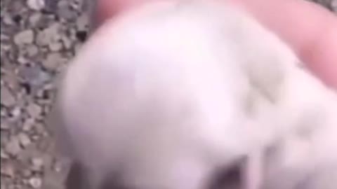 The small animals