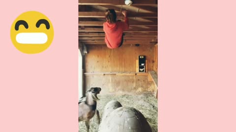 Funny animal
