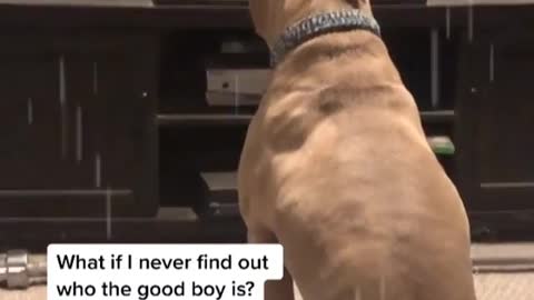 The dog watches TV