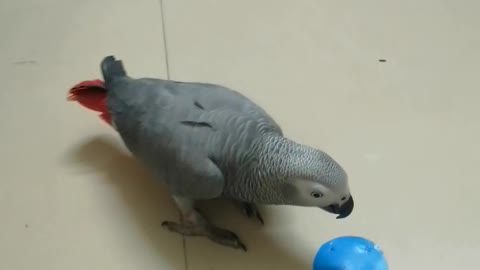 Rainbow The Grey Parrot Identifying Shapes