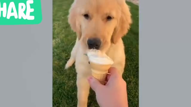 Cute dog is eating ice cream.