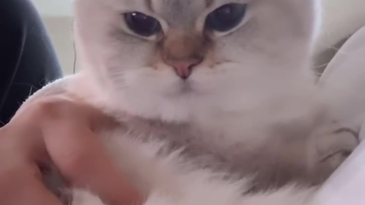 Cat's angry