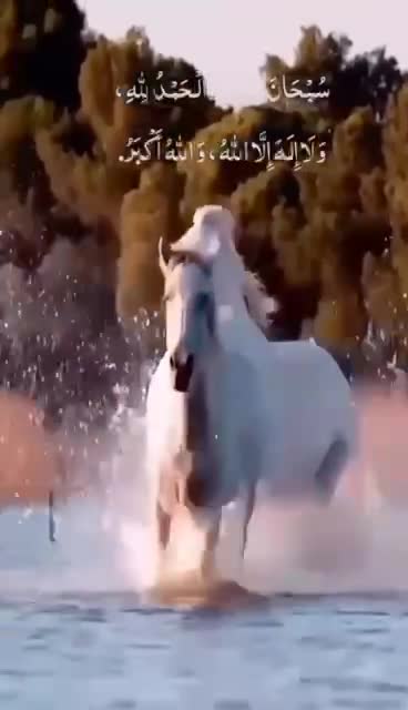 Glory be to Allah, the horse is beautiful