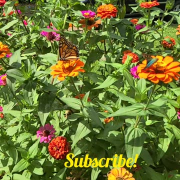 The Thirsty Swallowtail