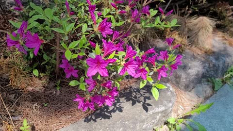 Azalea flowers in dew