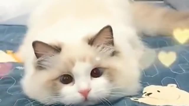 Cat funny video animal video tik tok video pet and animal short funny video