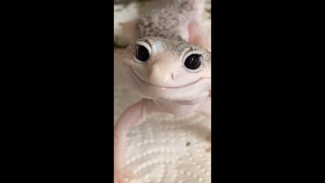 Smiling Gecko