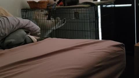 PILOT THE SERVICE DOG PUPPY & MIKO