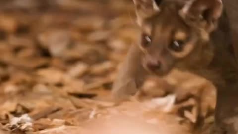 THIS IS A BABY FOSSA~ THE TOP PREDATOR IN MADAGASCAR