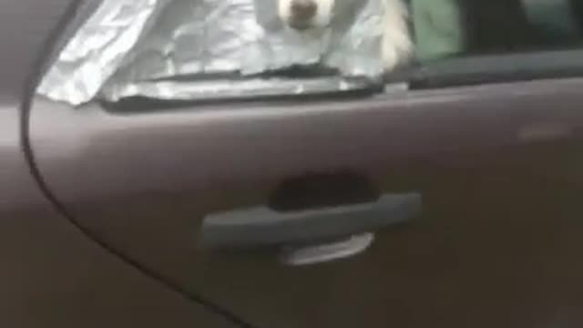 Dog sticking nose out of taped window