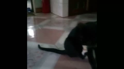 drunk cat