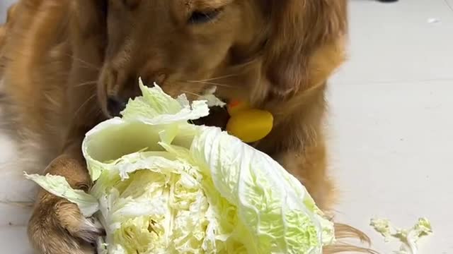 Why is it eating vegetables in the middle of the night？