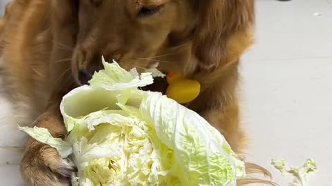 Why is it eating vegetables in the middle of the night？