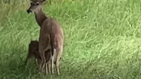 This particular wildlife footage is very rare to capture in real time