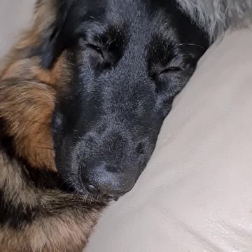 Funny puppy has snot bubble while sleeping