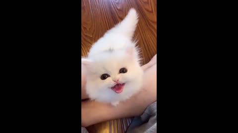 Funny video of pets