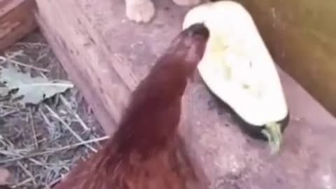 Funny animal