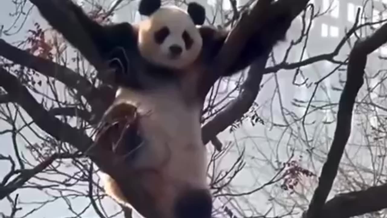 Panda bear monkeying around