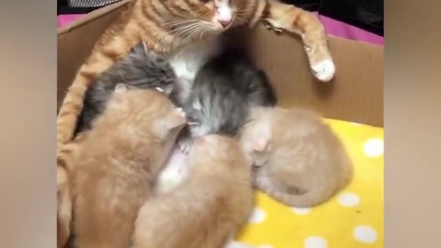 OMG So Cute ♥ Best Funny Cat Videos 2021 _5(720P_HD).zip