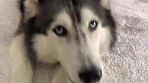 husky is outraged