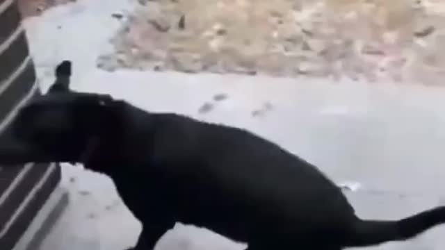 Slipped dog funny
