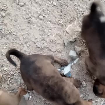 Silly pup tries so hard to catch a buzzing bee god