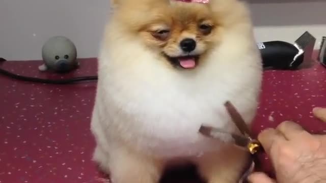 .A dog that loves beauty and is cute.