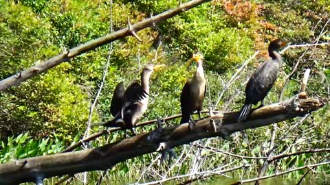 Cormorants