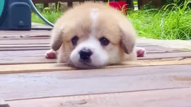 I m friendship dog