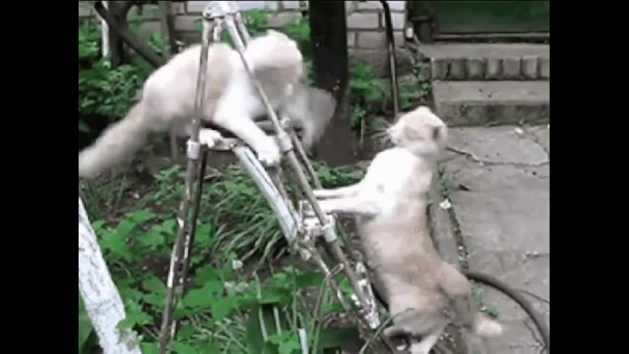 Funny Cats Clip 30 Sec