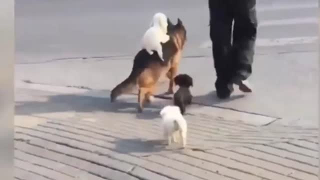 Sweet Funny Dogs Compilation - funny videos funny animals cute and adorable