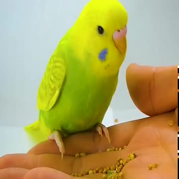 Baby BIRD Growth Stages