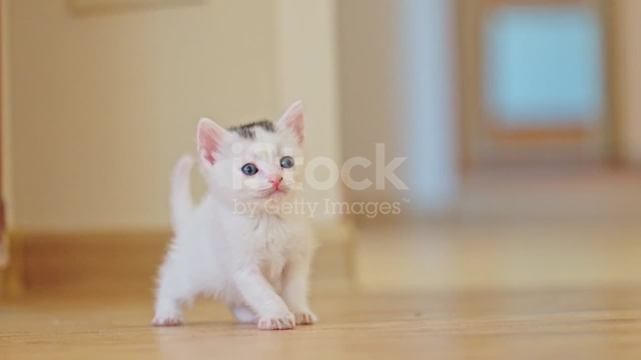 cute kiten funny video