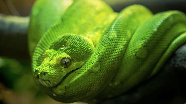 PYTHON_PRO_14._python_loops_introduction (1080p)