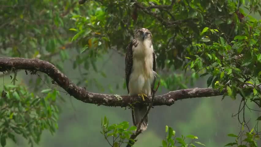 VIDEO DE UMA ÁGUIA ESPERANDO A CHUVA PASSAR