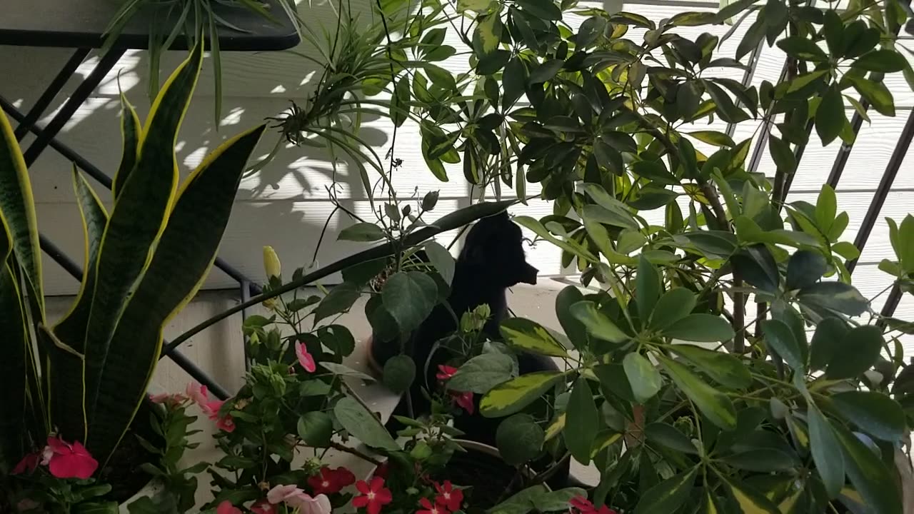 20240919 170218 Tux, the Outdoor Plant Inspector