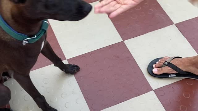 A small dog getting trained to sit and handshake.